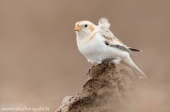 343 Schneeammer - Plectrophenax nivalis