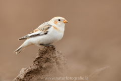 344 Schneeammer - Plectrophenax nivalis