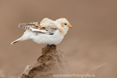 345 Schneeammer - Plectrophenax nivalis