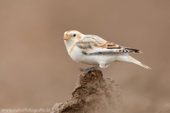 346 Schneeammer - Plectrophenax nivalis