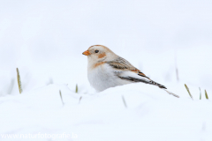 347 Schneeammer - Plectrophenax nivalis