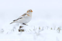 349 Schneeammer - Plectrophenax nivalis