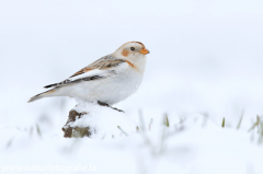 351 Schneeammer - Plectrophenax nivalis