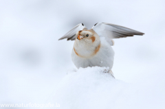 348 Schneeammer - Plectrophenax nivalis