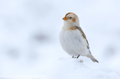 350 Schneeammer - Plectrophenax nivalis