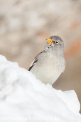 200 Schneesperling - Montifringilla nivalis