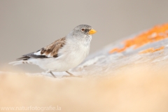 201 Schneesperling - Montifringilla nivalis