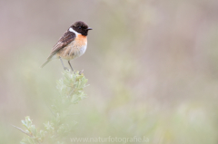 330 Schwarzkehlchen - Saxicola rubicola ♂