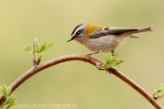 1 Sommergoldhähnchen - Regulus ignicapilla