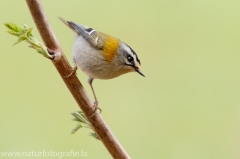 2 Sommergoldhähnchen - Regulus ignicapilla