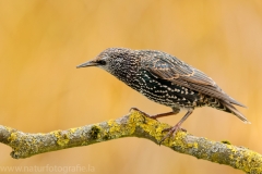 82 Star - Sturnus vulgaris