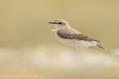 309 Steinschmätzer - Oenanthe oenanthe ♀