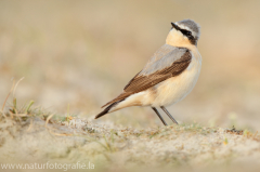 312 Steinschmätzer - Oenanthe oenanthe ♂