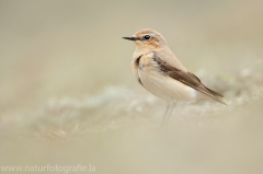 311 Steinschmätzer - Oenanthe oenanthe ♀