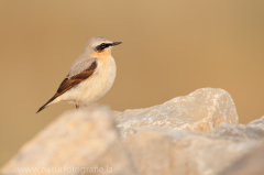 315 Steinschmätzer - Oenanthe oenanthe ♂