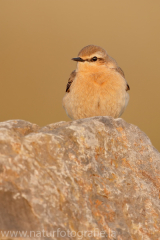 310 Steinschmätzer - Oenanthe oenanthe ♀