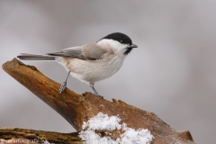 147 Sumpfmeise - Parus palustris