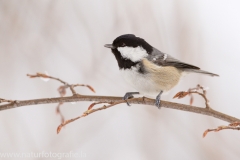 183 Tannenmeise - Periparus ater