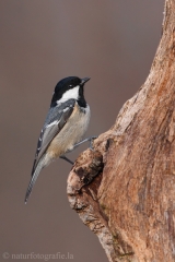 143 Tannenmeise - Parus ater