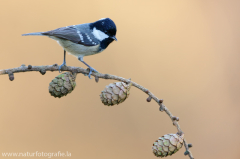 Tannenmeise - Periparus ater