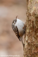 119 Waldbaumläufer - Certhia familiaris