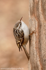 120 Waldbaumläufer - Certhia familiaris