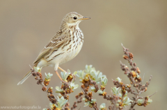 316 Wiesenpieper - Anthus pratensis