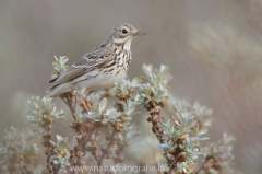 317 Wiesenpieper - Anthus pratensis