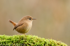 24 Zaunkönig - Troglodytes troglodytes