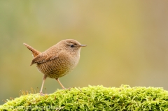 25 Zaunkönig - Troglodytes troglodytes