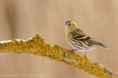 178 Erlenzeisig - Carduelis spinus