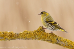 179 Erlenzeisig - Carduelis spinus