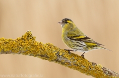 180 Erlenzeisig - Carduelis spinus