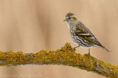 181 Erlenzeisig - Carduelis spinus