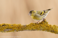 182 Erlenzeisig - Carduelis spinus