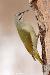 60 Grauspecht - Picus canus