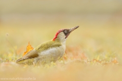 89 Grünspecht - Picus viridis