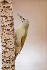 97 Grauspecht - Picus canus ♀