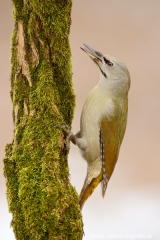 98 Grauspecht - Picus canus ♀