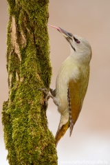 99 Grauspecht - Picus canus ♀