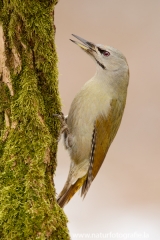 100 Grauspecht - Picus canus ♀