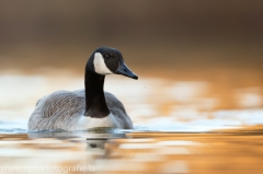 3 Kanadagans - Branta canadensis