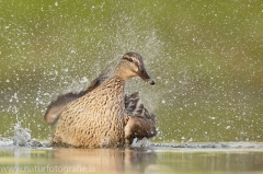 12 Stockente - Anas platyrhynchos