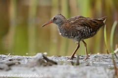 5 Wasserralle - Rallus aquaticus