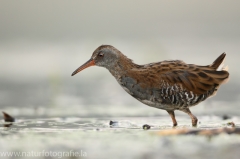 10 Wasserralle - Rallus aquaticus