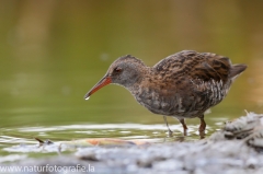 6 Wasserralle - Rallus aquaticus