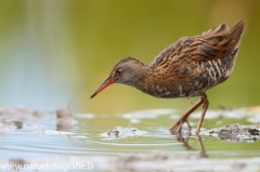 8 Wasserralle - Rallus aquaticus