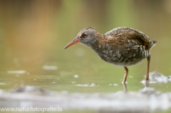 9 Wasserralle - Rallus aquaticus