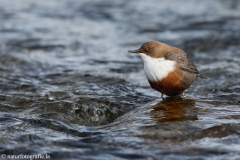 2 Wasseramsel - Cinclus cinclus