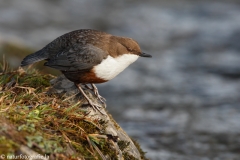 1 Wasseramsel - Cinclus cinclus